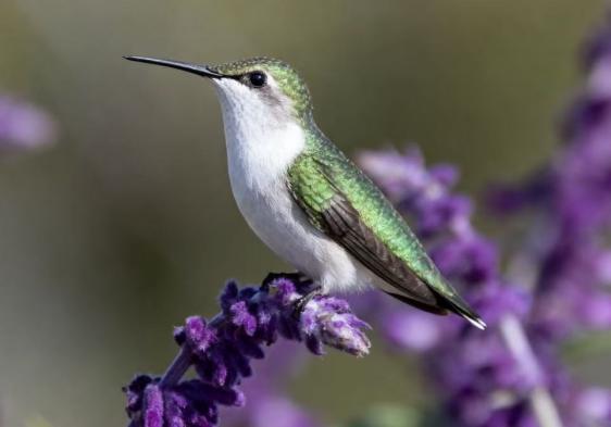 陕西省核工业二一五医院：83岁患者的大脑里医生抓住了一只闯祸的“蜂鸟”！(图1)